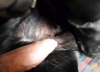 Awesome black dog got nailed by owner