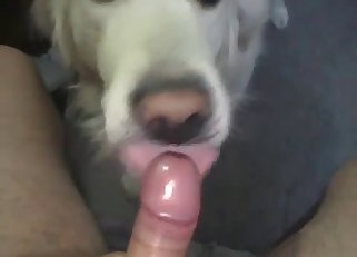 Submissive doggo sucking that big dick