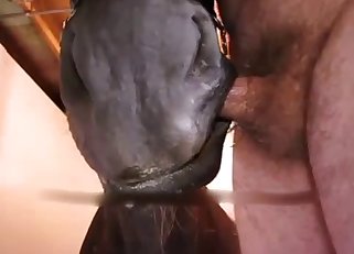 Good black horse licks his loaded dick