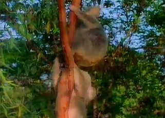 Two koalas fuck tangled up in a tree