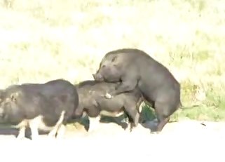 A pair of insanely hot black boars fuck each other from behind