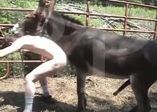 Animal Cartoons Porn