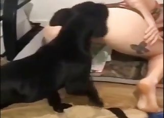 Gorgeous dark-hued dog slurps her hungry twat
