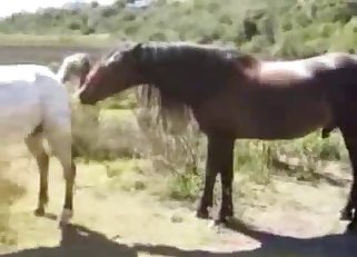 Two horses fucking outdoors, enjoy