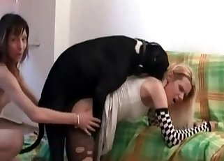 This is dog is ready to fuck