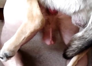Cute trained doggy fucked my sexy uncle