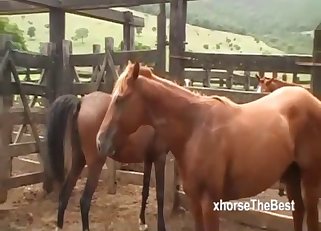 Two awesome horses have fun in the doggy style pose