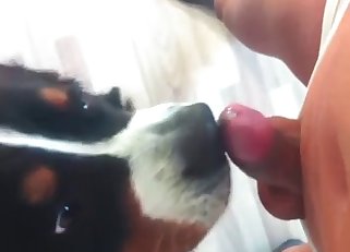 Gorgeous blowjob for a lovely animal