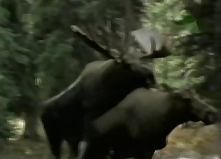 Good and horny deers are enjoying intensive sex
