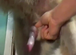 Shepherd dog engages in sexy cum play here