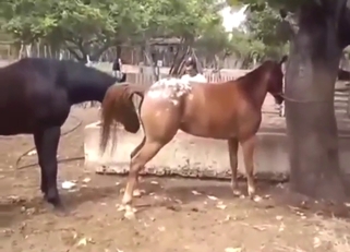 Horse-on-horse fuckery with beasts that go wild