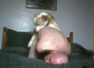 Submissive zoo fucker with a bald head gets gaped