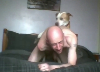Submissive zoo fucker with a bald head gets gaped