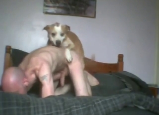 Submissive zoo fucker with a bald head gets gaped