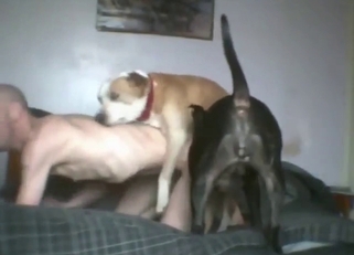 Submissive zoo fucker with a bald head gets gaped