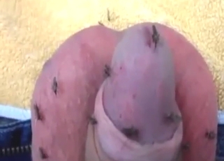 Good-looking animal lover enjoys mosquito sex