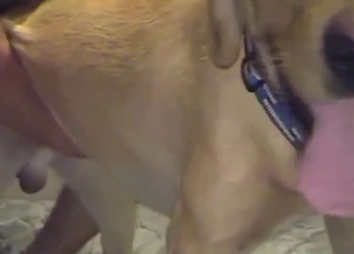 Dude fucks his animal on all fours, it's gaped