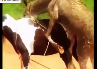 Bestiality sex looks brilliant as horses fuck