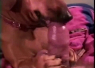 Dog fuck movie with a guy's hard penis LICKED