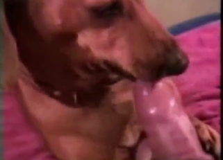 Dog fuck movie with a guy's hard penis LICKED