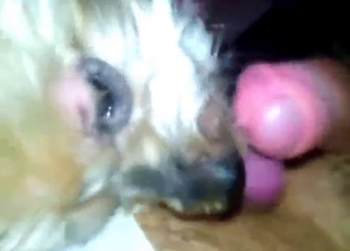 Zoo XXX with POV sucking from a sexy beast