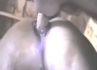 Hot mare bestiality porn with doggystyle