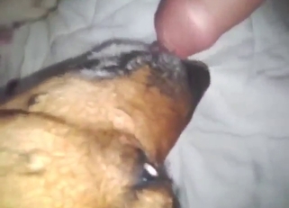 Dog wants to taste this man's hard dick in POV