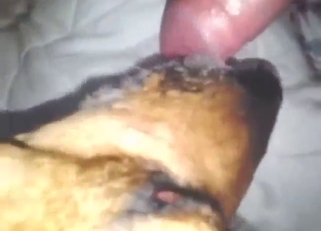 Dog wants to taste this man's hard dick in POV
