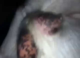 Goat porn movie showing good-looking zoo sex