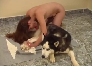 Husky dog blowjob leads to some harder action