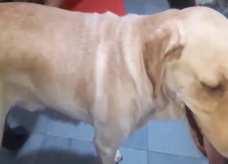 Anime-loving Latina bitch sucks off a white dog