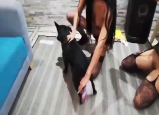 Ardent whores want the same dog's yummy penis