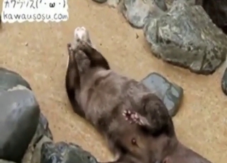 Otters steals the show in zoo porn for now