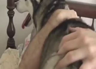 She is happy to get fucked by human dick