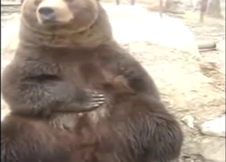 Cute bear decides to sit down and jerk off too