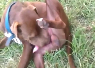 Dog is going to suck its own penis for fun