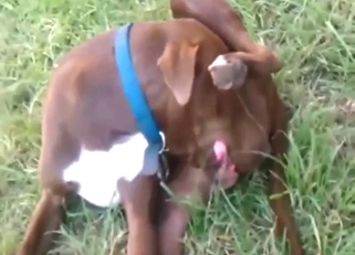 Dog is going to suck its own penis for fun