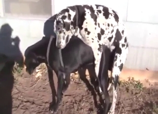 Big Dalmatian dominating that horny hole