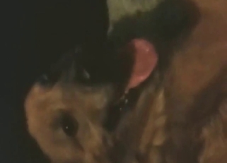 Fingering and deep fucking for a sexy dog