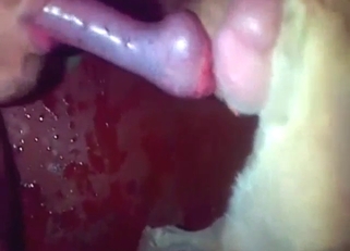 White dog getting sucked off by a hot guy