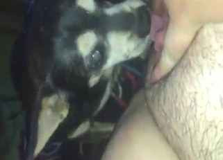 Licking session with a sexy animal working it