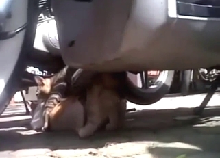 Cat outdoor fuck with close-ups and true lust