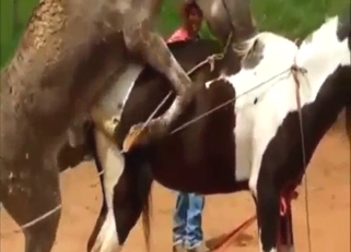 Bestiality sex with horse and donkey fucking