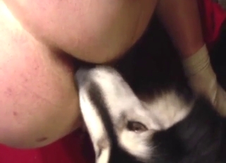 Zoophile scene with ass licking and orgasms