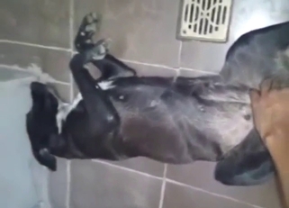 Zoophile porn with a wet pussy that gets ruined