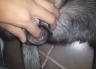 Zoophile porn with a wet pussy that gets ruined