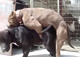 Zoo XXX shows dogs mating so, so fucking hard