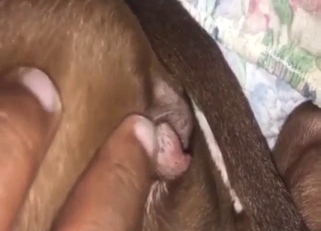 Bestiality sex with a Pitbull getting teased