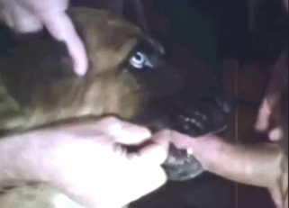 Zoophile guy is going to enjoy a sloppy fellatio