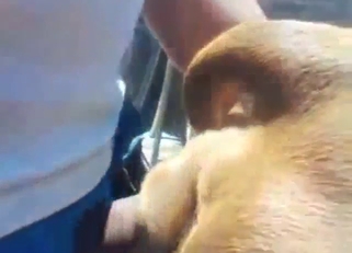 Zoo XXX with a bitch-ass animal taking it deep